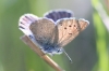 Glaucopsyche melanops Glaucopsyche melanops