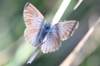 Glaucopsyche melanops Glaucopsyche melanops