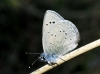 Glaucopsyche melanops Glaucopsyche melanops