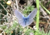 Glaucopsyche sp. Glaucopsyche sp.