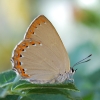 Laeosopis roboris Laeosopis roboris