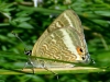 Lampides boeticus Lampides boeticus