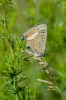 Lampides boeticus Lampides boeticus