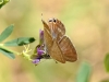 Lampides boeticus Lampides boeticus