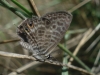 Leptotes pirithous