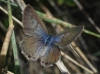 Leptotes pirithous