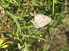 Leptotes pirithous