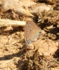 Leptotes pirithous