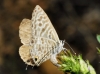 Leptotes pirithous