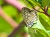 Leptotes pirithous
