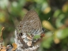 Leptotes pirithous