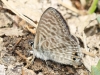 Leptotes pirithous