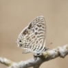 Leptotes pirithous