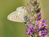 Leptotes pirithous