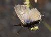 Leptotes pirithous