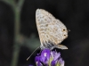 Leptotes pirithous