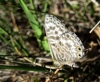 Leptotes pirithous