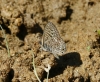 Leptotes pirithous