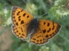 Lycaena alciphron Lycaena alciphron