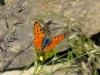 Lycaena alciphron