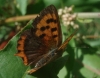 Lycaena phlaeas