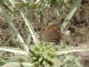 Lycaena phlaeas