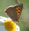 Lycaena phlaeas