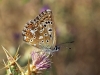 Lysandra albicans
