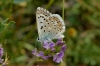Lysandra albicans