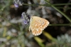 Lysandra albicans