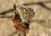 Lysandra albicans
