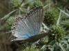 Lysandra albicans