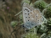 Lysandra albicans