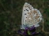 Lysandra albicans