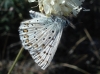 Lysandra albicans