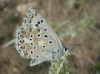 Lysandra albicans