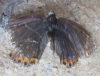 Lysandra bellargus