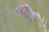 Lysandra bellargus