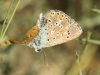 Lysandra bellargus