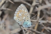 Lysandra bellargus