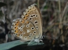 Lysandra bellargus