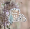 Lysandra bellargus