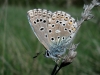 Lysandra bellargus Lysandra bellargus