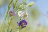 Lysandra bellargus