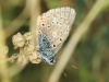 Lysandra sp. Lysandra sp.