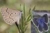 Maculinea alcon Maculinea alcon