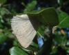 Neozephyrus quercus