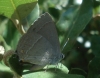Neozephyrus quercus