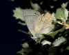 Neozephyrus quercus