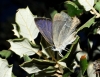 Neozephyrus quercus
